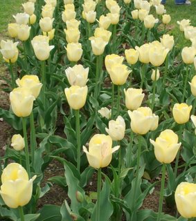 Yellow tulips.JPG